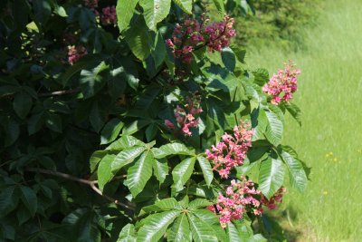Aesculus x carnea - jírovec pleťový - květy a list (38)